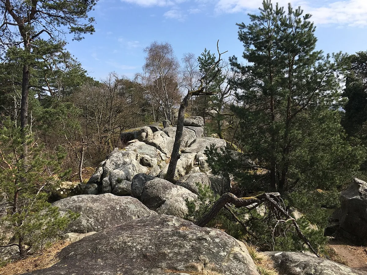 Rochers et pins dans la forêt de Fontainebleau
